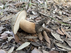 Boletus aereus