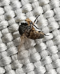 Diptera