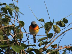 Pericrocotus cinnamomeus