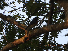 Cyornis rubeculoides