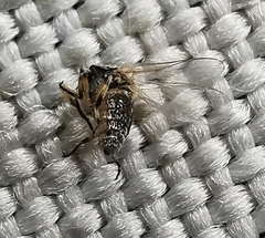 Diptera