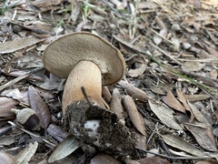 Boletus aereus