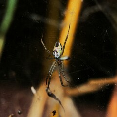 Cyrtophora cicatrosa