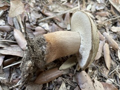 Boletus aereus