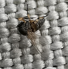 Diptera