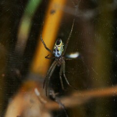 Cyrtophora cicatrosa