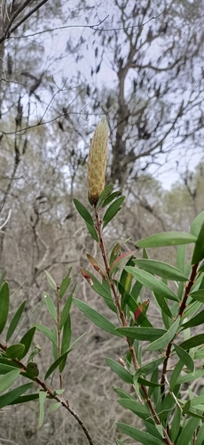 Melaleuca citrina