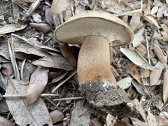 Boletus aereus