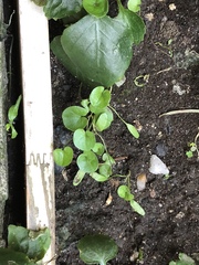 Dichondra repens