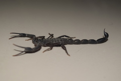 Hottentotta zagrosensis