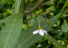 Solanum aviculare