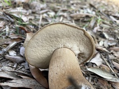 Boletus aereus