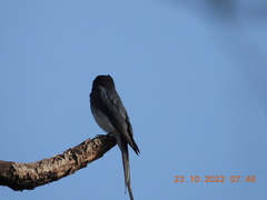 Dicrurus caerulescens