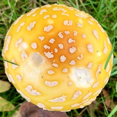 Amanita