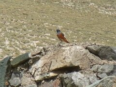 Phoenicurus erythrogastrus