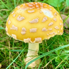 Amanita