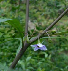 Solanum aviculare