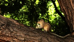 Funambulus palmarum