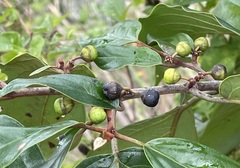 Rhamnaceae