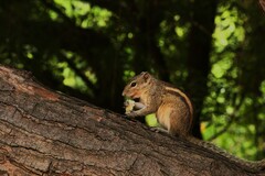 Funambulus palmarum