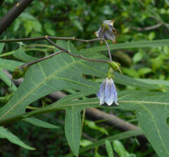 Solanum aviculare