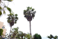 Washingtonia robusta