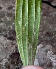 Aspilapteryx tringipennella