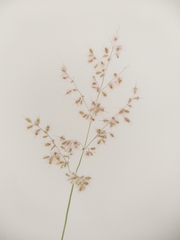 Melinis repens