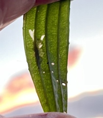 Aspilapteryx tringipennella