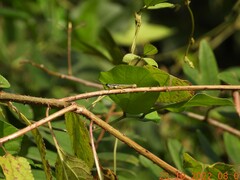 Neorthacris
