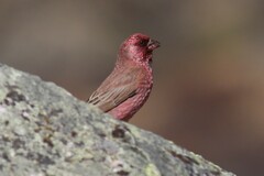 Carpodacus rubicilla
