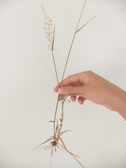 Melinis repens
