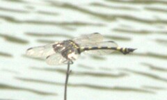Ictinogomphus rapax