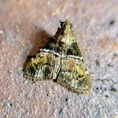 Orthaga thyrisalis