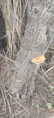 Inocutis tamaricis