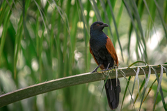 Centropus sinensis