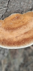 Inocutis tamaricis