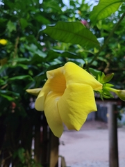 Allamanda cathartica
