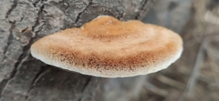 Inocutis tamaricis