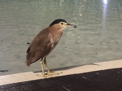 Nycticorax caledonicus