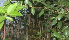 Rhizophora