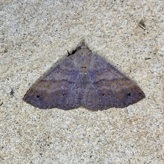 Ophyx eurrhoa