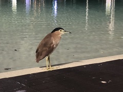 Nycticorax caledonicus