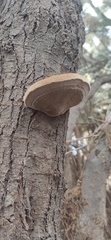 Inocutis tamaricis