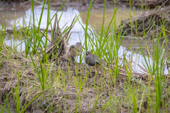 Rostratula benghalensis