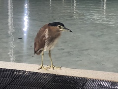 Nycticorax caledonicus