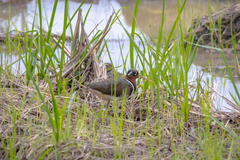 Rostratula benghalensis