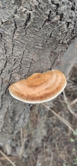 Inocutis tamaricis