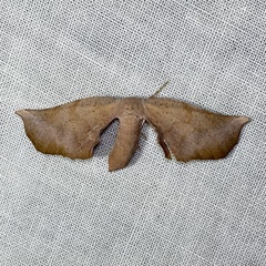 Parepisparis multicolora