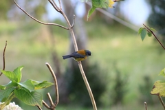 Phrygilus patagonicus